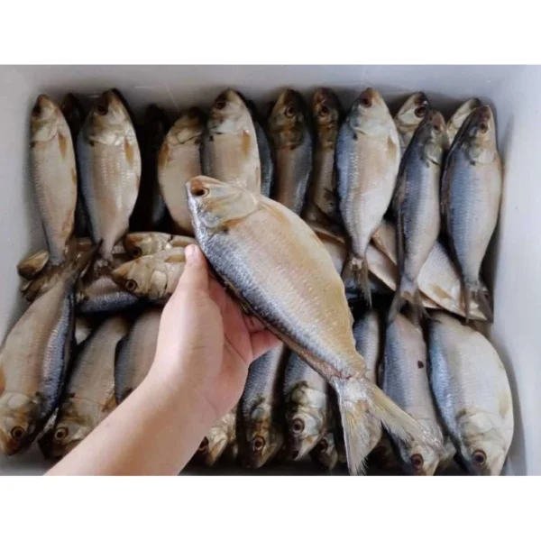 Terubok Masin | Original From Sarawak